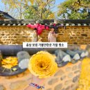 구난이약나무마을 | 대천 보령 가볼만한곳 충남 가을 여행 은행나무 명소 청라 은행마을