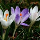 모짜르트 / 현악 사중주 제 14번 G장조, K.387 "봄" (Spring) - 알반 베르크 콰르텟 (Alban Berg Quartett)﻿ 이미지