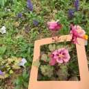 고실초교병설유치원 이미지