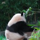 바오 이미지