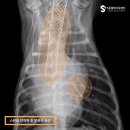 부산동물메디컬센터 이미지