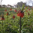 튤립공원 이미지