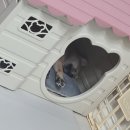 마메르시 이미지