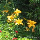 기초 생활영어 (초급) 이미지