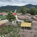 꽃밭 티스토리