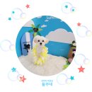 서현애견미용실 이미지