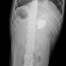 삼화 우수한 동물병원 이미지