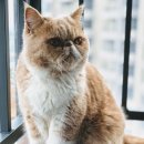 아리스타동물의료센터 이미지