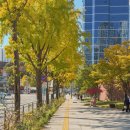 황금빛 가로수길 이미지