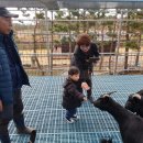 토종흑염소 이미지