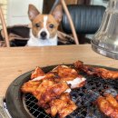 대가집 | 가평 청평 애견동반 식당 대성리 대가집 닭갈비 맛집 후기