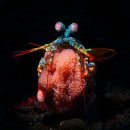 금주 최고의 야생동물: 물개 새끼, 알비노 거북이, 잠자는 호랑이 이미지