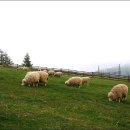 한땀목장 이미지