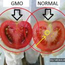 유전자변형 토마토, GMO 토마토 알고 먹자 이미지