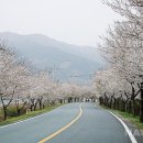 국도24호선가로수 이미지