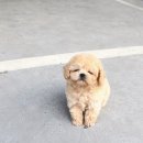 강아지요미독광명