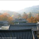 탐라귤빛 이미지