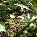 맹꽁이농장 이미지