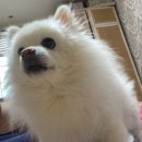온댕 이미지