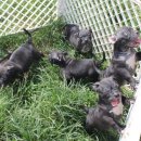 프불리하우스 이미지