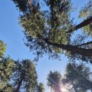 유니언버드 이미지