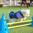 그하루 애견펜션 | 가평애견펜션에서 즐긴 완벽한 하루 - 가평모나코애견펜션 후기