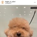 도그비앤비 네이버블로그