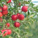 한규섭농장 네이버블로그