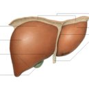 간 의 구조 및 기능 , 관련질환 이미지