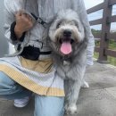 출장펫쌀롱 빙구네 이미지