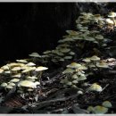노란다발버섯 아카시아목재버섯 이미지