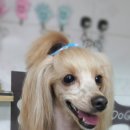 은봉애견 이미지