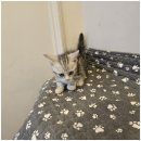 하남강아지 이미지