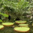 일로-4호 이미지