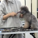 애견미용사 3급 자격증 과정 2 이미지