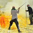 오리와 장어 이미지