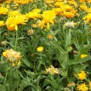 송정섭농장 이미지