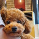 대웅동물병원 | 효과 좋은 강아지 췌장 효소 보조제, 대웅펫 에피클 찐 급여후기