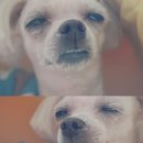 애견카페하루