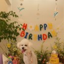 스페셜 퍼피 케이크 이미지