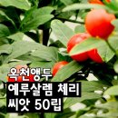 독성식물 찾기 : 풀피리금지 이미지