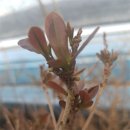 미라클후르츠