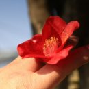 담장예쁜집 이미지