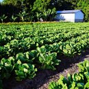 기쁨농장 이미지