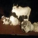 소들의 천국 이미지