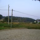 장덕리은행나무 이미지