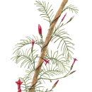 MOM’S GARDEN 이미지