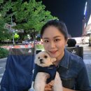 일프로 애견 이미지