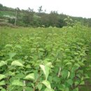 자석농장 이미지