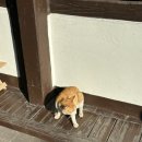경기 광주 카페 &lt;니어앤디어&gt; 방문 후기 신현동카페 태재고개 한옥카페 고양이카페 광주카페 광주데이트...